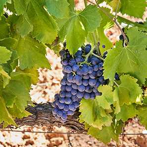 7 expériences bio à vivre dans des vignobles français