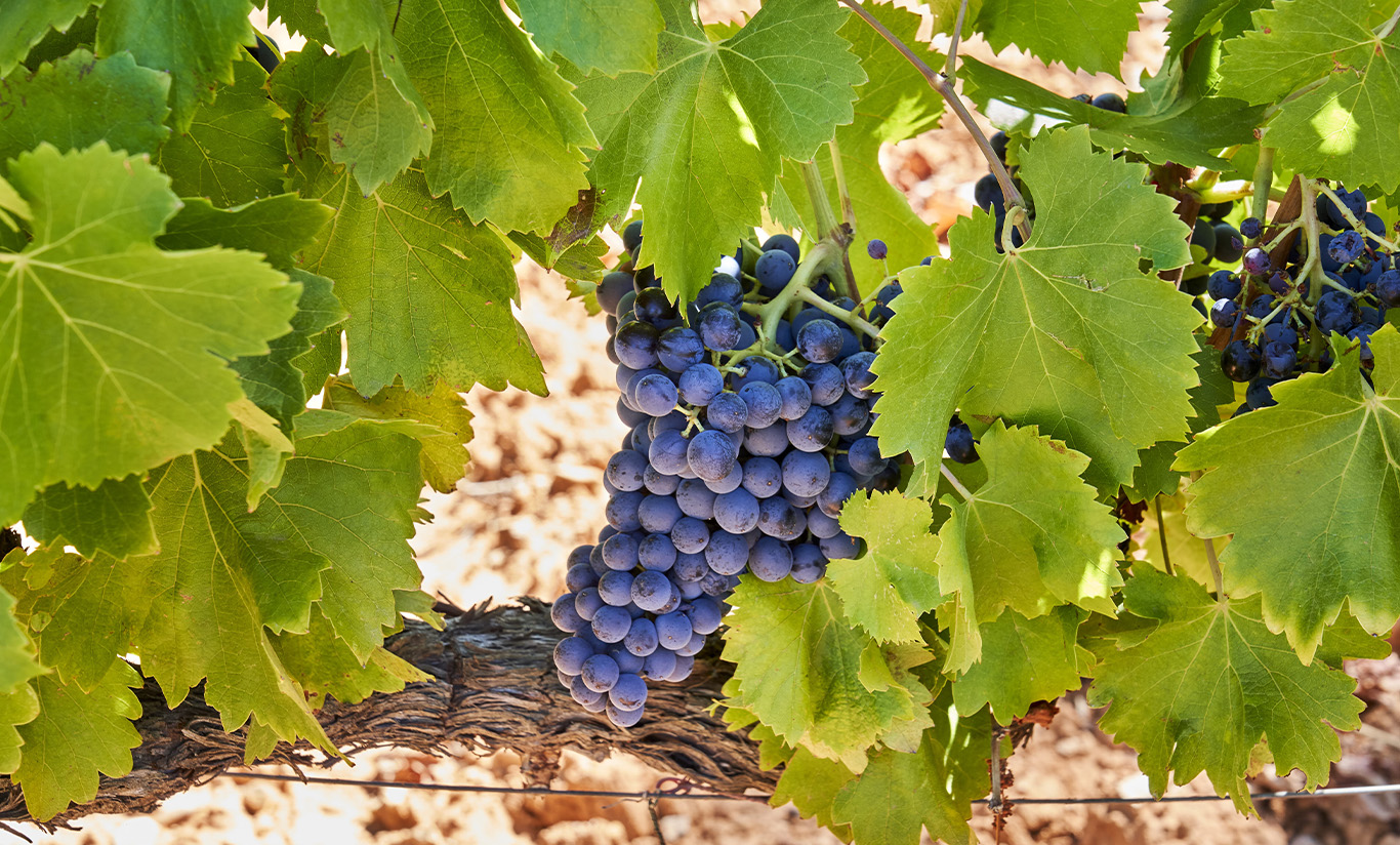 Découvrez nos cépages 