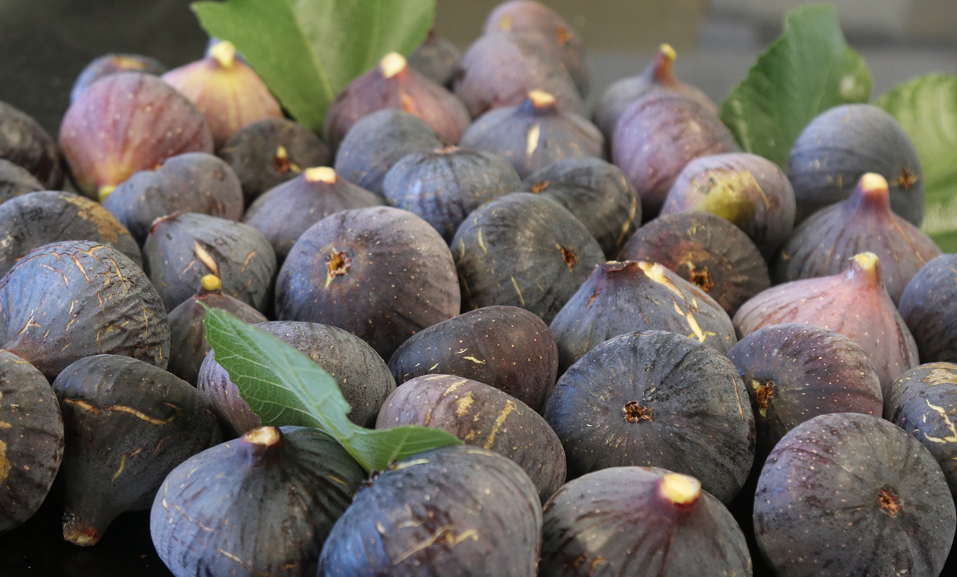 Le fruit de septembre