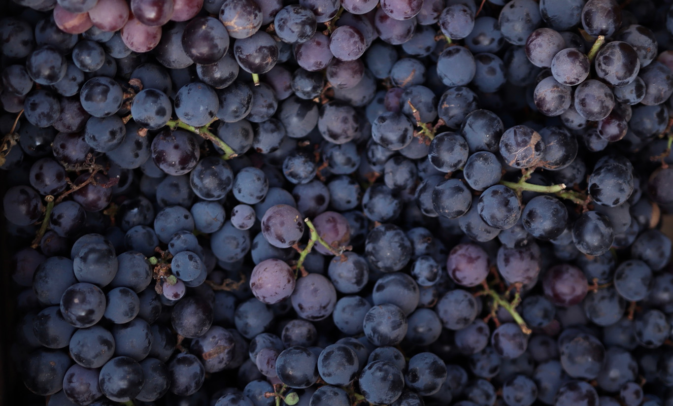 Le fruit du mois d'octobre 