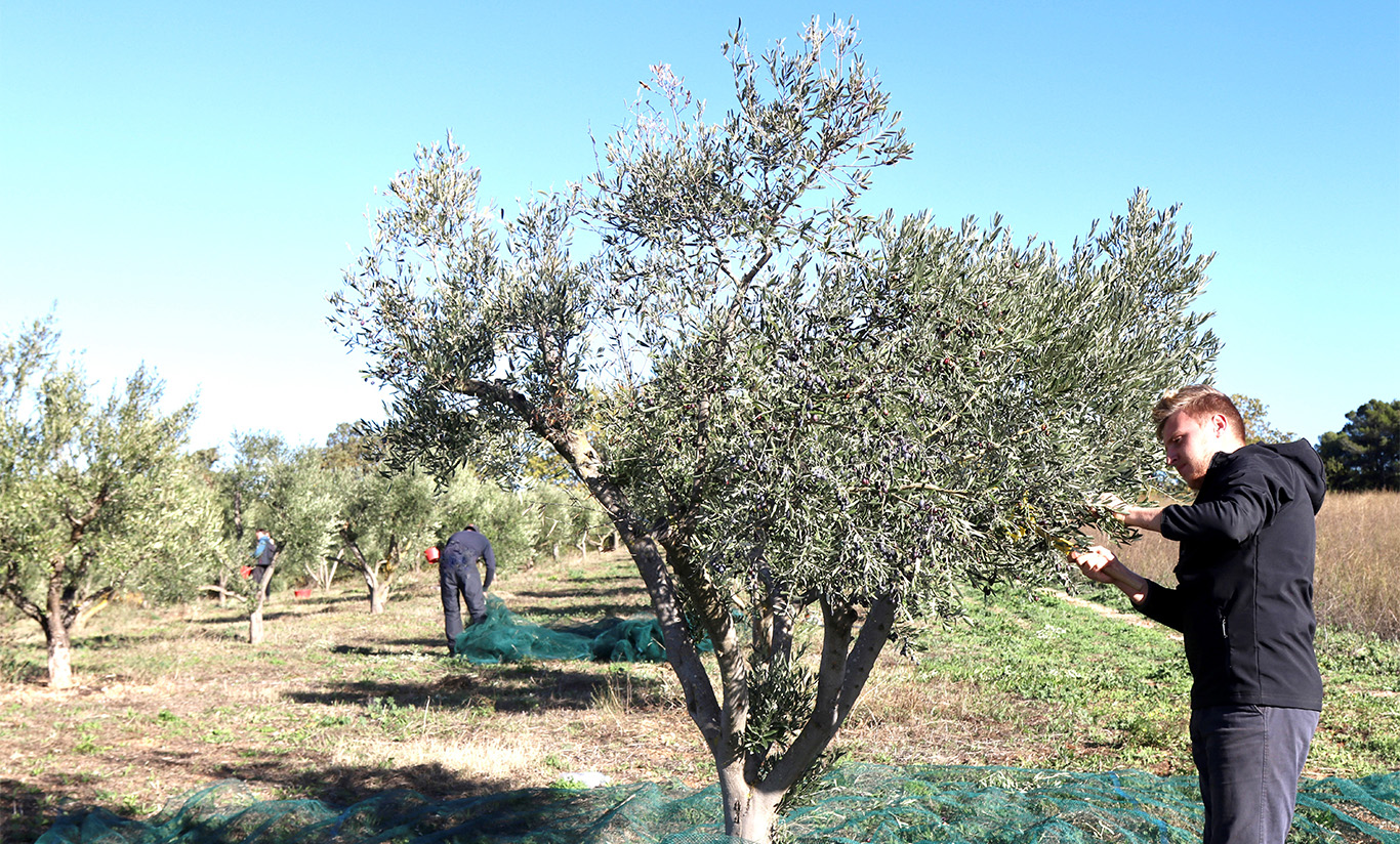 Les olivades ont commencé !