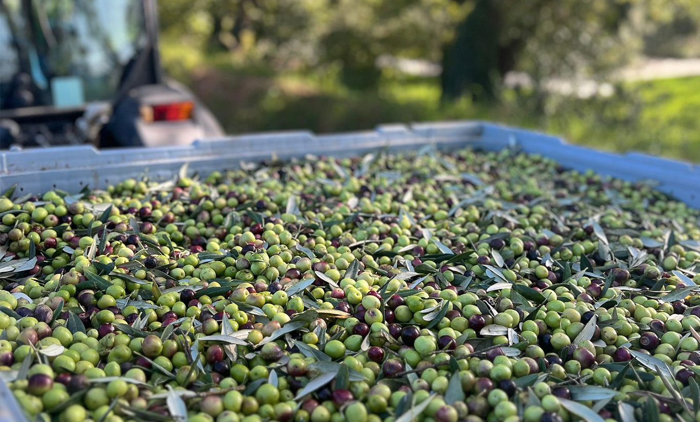 Le retour des olivades