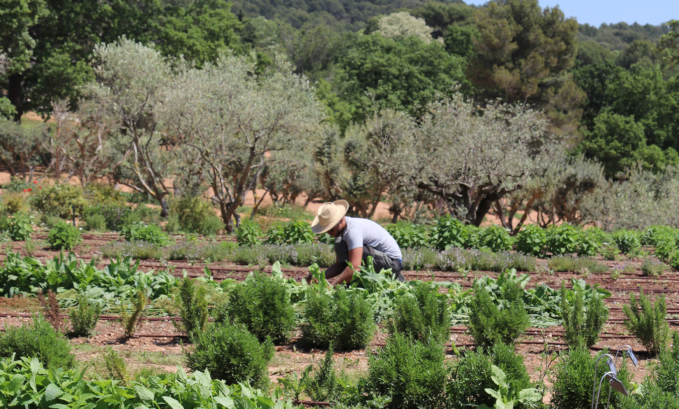 Notre potager en permaculture 