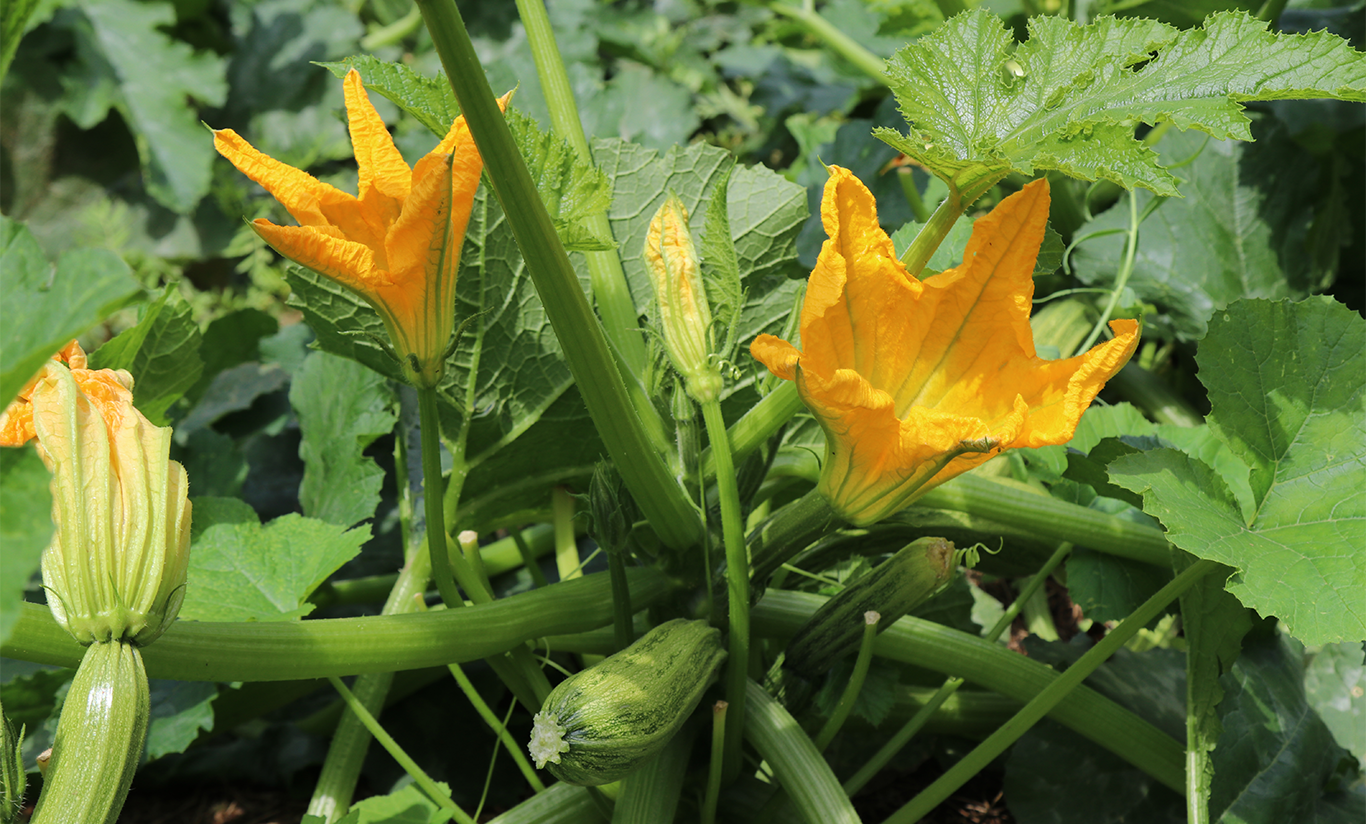 Des nouvelles du potager