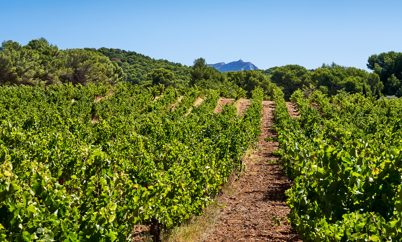 Notre Sainte Victoire