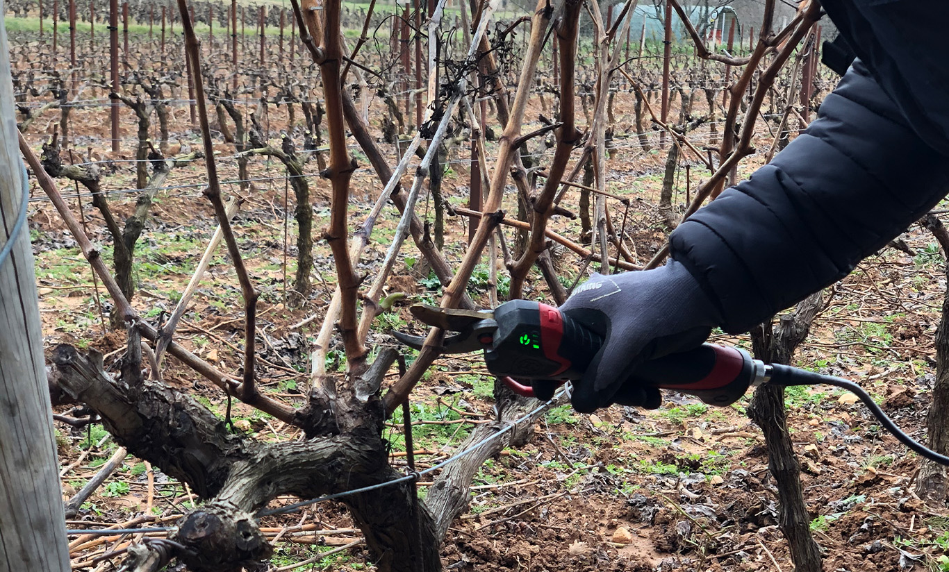 La taille de nos vignes
