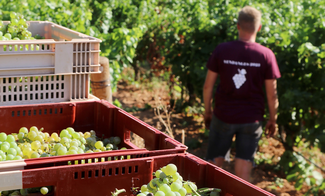 C'est parti pour les vendanges !
