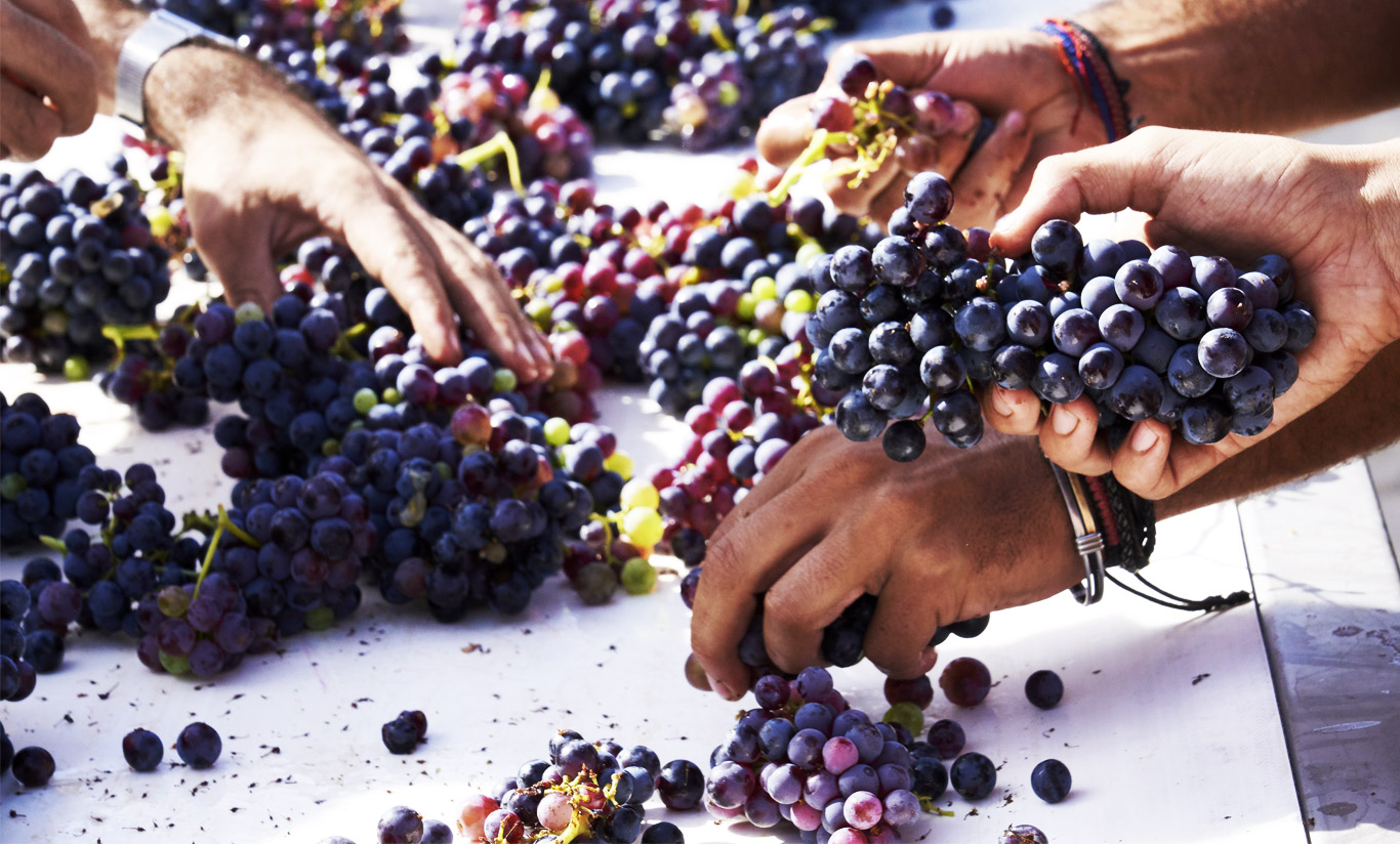 Les vendanges : J-10
