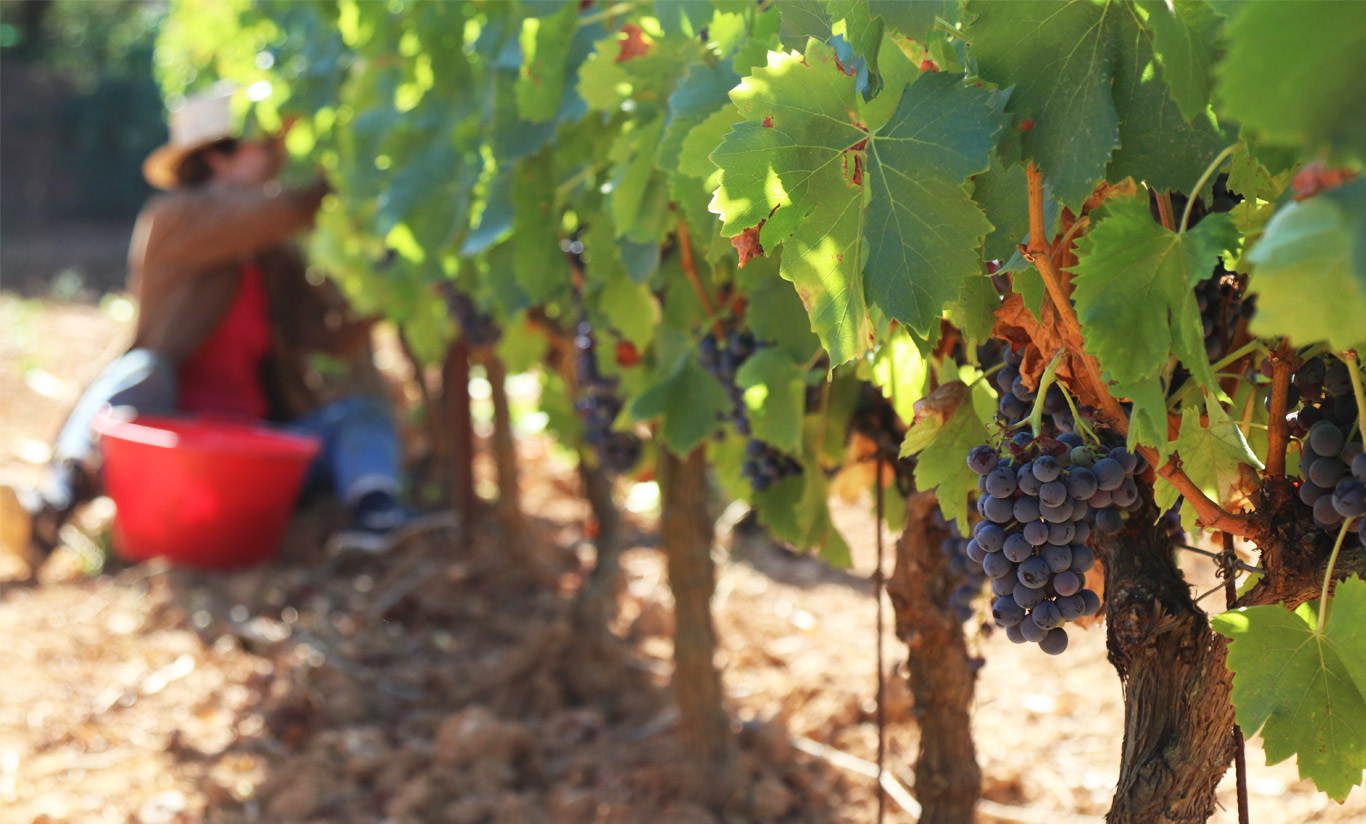Les vendanges arrivent
